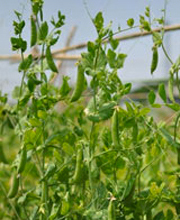 みずみずしいスナップエンドウ