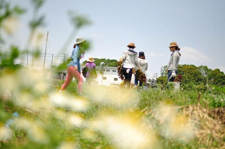 ローマンカモミールが花咲く畑にて