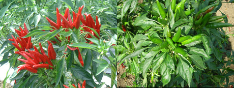 いろんな料理のお伴として使われるようになっています。