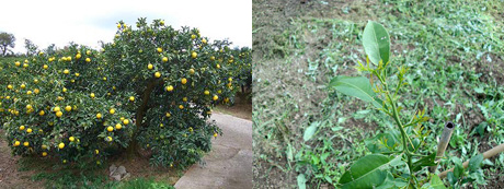 柚の苗木 柚農園風景