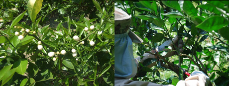 かぼすの花 剪定風景